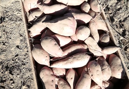 Süßkartoffel Süßkartoffel