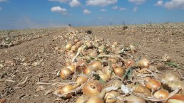 Zwiebeln, © Hofladen Adams Zwiebeln, © Hofladen Adams