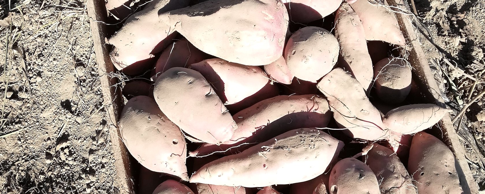 Süßkartoffel1, © Familie Geisen Süßkartoffel1, © Familie Geisen