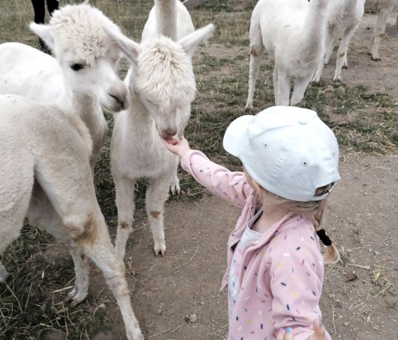 Alpaka Ranch Alpaka Ranch