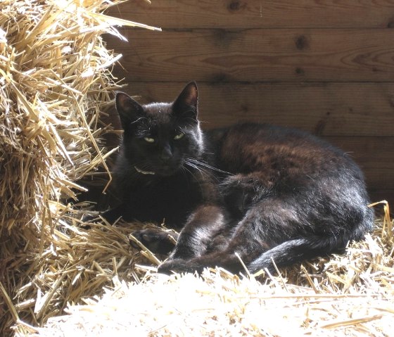 Unser Kater Max Unser Kater Max