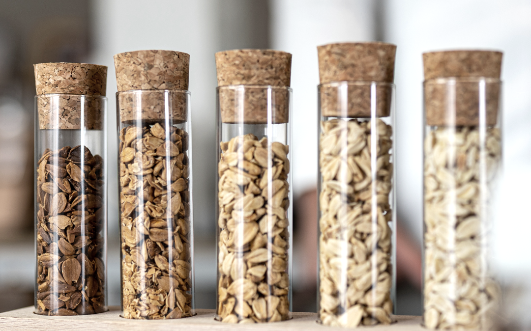 Bucheckern, © WS Waldfrüchte und Saat GmbH Bucheckern, © WS Waldfrüchte und Saat GmbH