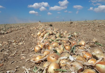 Zwiebeln, © Hofladen Adams Zwiebeln, © Hofladen Adams