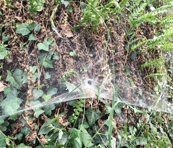 Spinnennetz Spinnennetz