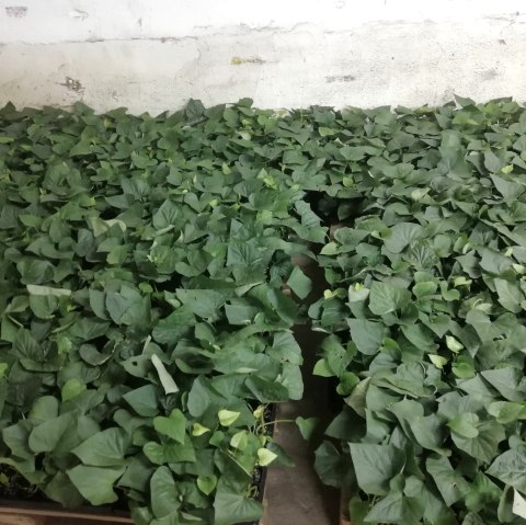 Süßkartoffeln, © Familie Geisen Süßkartoffeln, © Familie Geisen