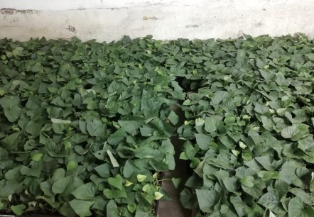 S&uuml;&szlig;kartoffeln, &copy; Familie Geisen