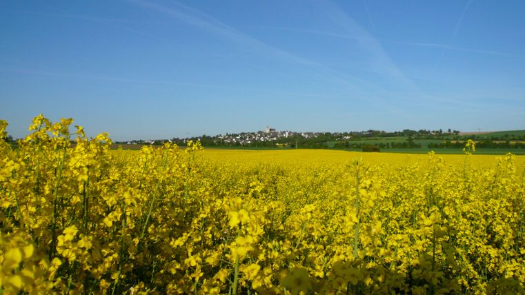 Ein weitläufiges Feld voller leuchtend gelber Rapsblüten unter einem klaren blauen Himmel. Im Hintergrund ist ein kleiner Ort sichtbar.