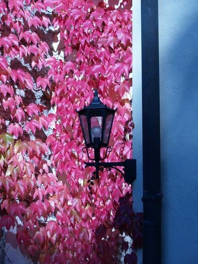 Eine schwarze Laterne steht vor einer Wand, die mit leuchtend pinken Blättern bedeckt ist. Der Kontrast zwischen der laterne und dem bunten Laub erzeugt eine ansprechende visuelle Wirkung.