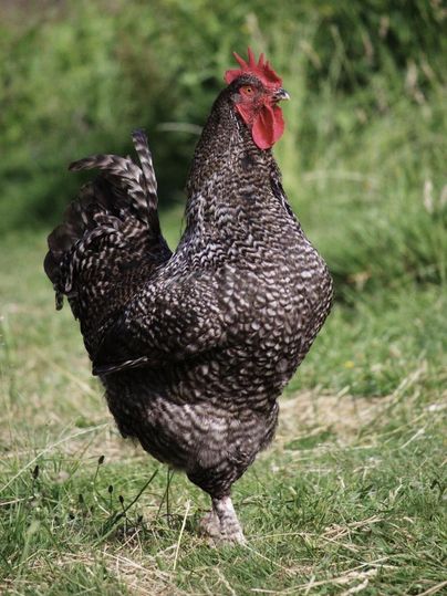 Ein schwarz-gefiederter Hahn läuft durch das grüne Gras. Der Hahn hat einen auffälligen roten Kamm und schaut neugierig in die Umgebung.