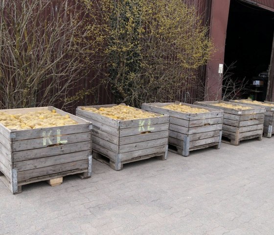 Kartoffeln auf dem Kartoffelhof Landvogt, &copy; Regionalmarke Eifel