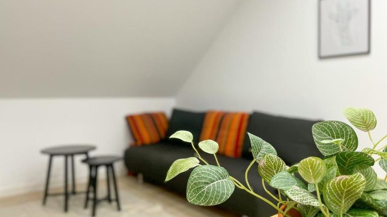 Ein gemütliches Wohnzimmer mit einem schwarzen Sofa und bunten Kissen. Im Vordergrund befindet sich eine grüne Pflanze in einem Blumentopf.