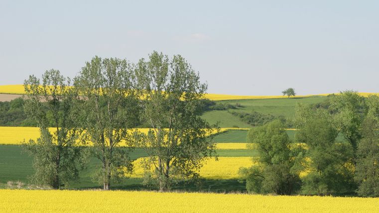 Landschaft mit blühenden Rapsfeldern und Bäumen im Vordergrund.
