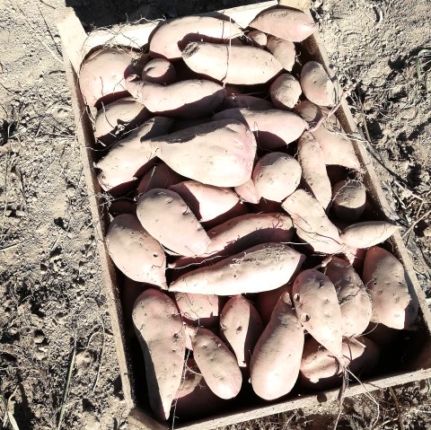 S&uuml;&szlig;kartoffel