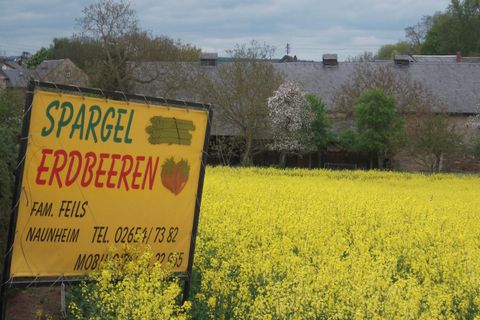 Ein Schild mit der Aufschrift "Spargel Erdbeeren" vor einem gelben Rapsfeld. Im Hintergrund sind mehrere Gebäude und Bäume sichtbar.