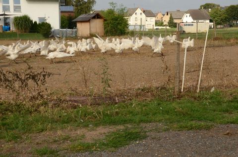 Eine Gruppe von weißen Enten läuft über ein Feld. Im Hintergrund sind einige Gebäude und Pflanzen sichtbar.