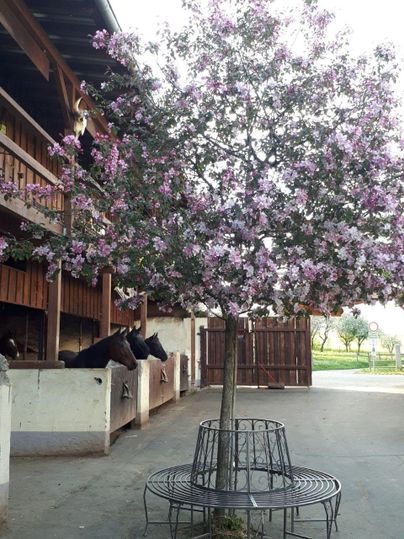 Ein blühender Baum mit rosa Blumen steht in einem Stall. Im Hintergrund sind Pferde zu sehen.