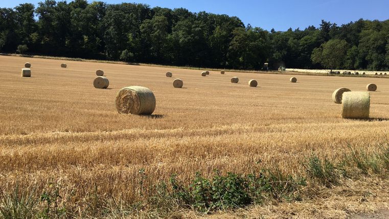 Ein Stoppelfeld mit Rundballen unter blauem Himmel