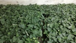 S&uuml;&szlig;kartoffeln, &copy; Familie Geisen