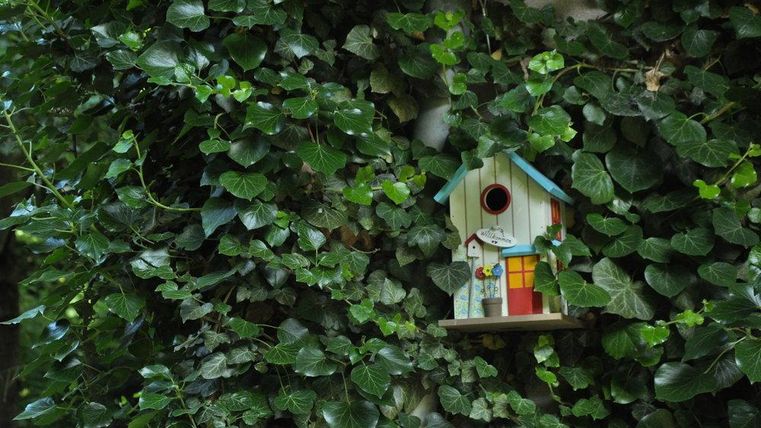 Ein buntes Vogelhaus hängt an einer Wand aus Efeu. Die grünen Blätter umgeben das Vogelhaus und schaffen eine gemütliche Atmosphäre.