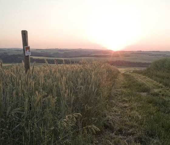 Panorama kasteel Eltz - Veld bij Wierschem, © Traumpfade/Kappest