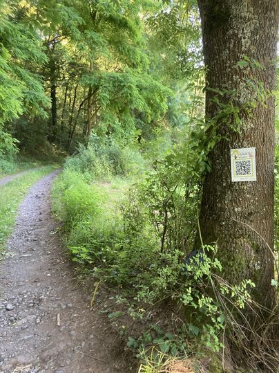 Een smal pad loopt door groene bomen en struiken. Aan een boom hangt een QR-code.