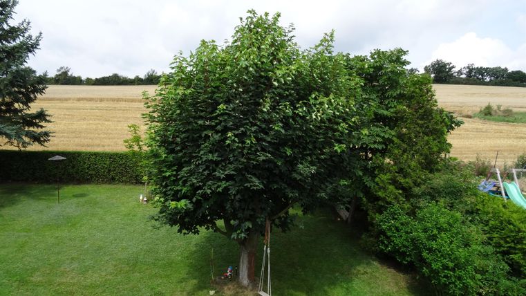 Ein großer Baum steht in einem grünen Garten. Im Hintergrund sind Felder und ein bewölter Himmel zu sehen.