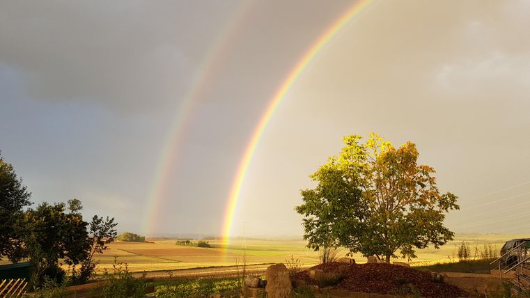 Ein wunderschöner Regenbogen erscheint über einer grünen Landschaft. Ein einzelner Baum steht im Vordergrund und strahlt in goldenem Licht.