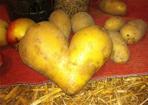Eine Herzform aus Kartoffeln liegt auf einem Tisch. Daneben sind weitere Kartoffeln und einige Äpfel zu sehen.