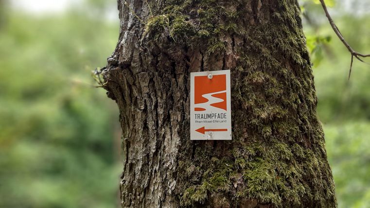 Ein Baum mit einer markierten Wandertafel. Das Schild zeigt den Weg auf einem Traumroute an.
