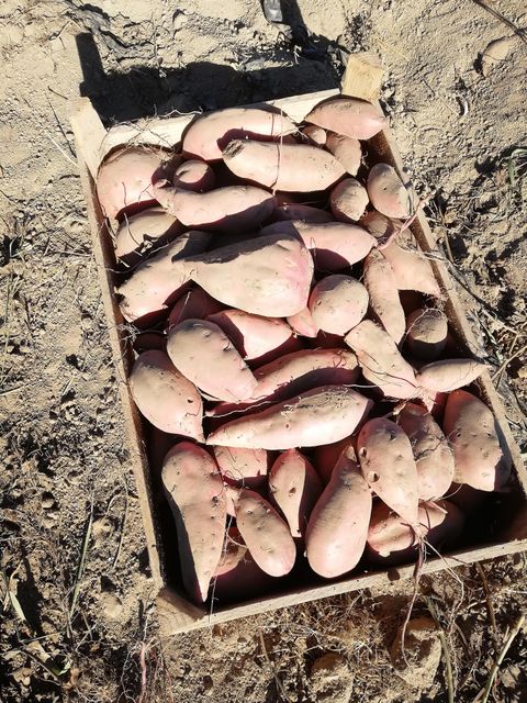 Eine Kiste mit frischen Süßkartoffeln liegt auf dem Boden. Die Kartoffeln haben eine rötliche Schale und sind unterschiedlich in Form und Größe.