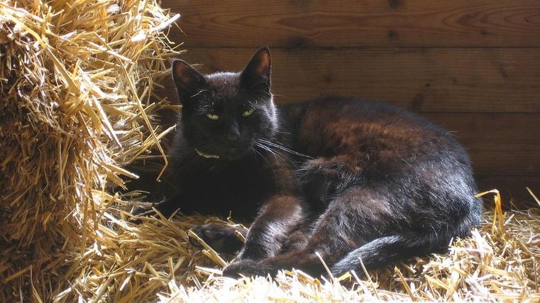 Eine schwarze Katze ruht sich auf einem Haufen Stroh aus. Im Hintergrund sind Holzwände sichtbar.