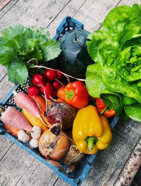 Ein Korb mit frischem Gemüse, darunter Salat, Paprika, Karotten und Radieschen. Die Farben sind lebhaft und die Auswahl ist vielfältig.