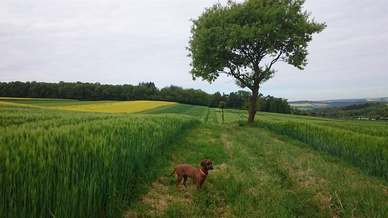 Ein schöner Feldweg umgeben von grünem und goldgelbem Getreide. Ein Hund steht neben einem Baum und schaut in die Ferne.