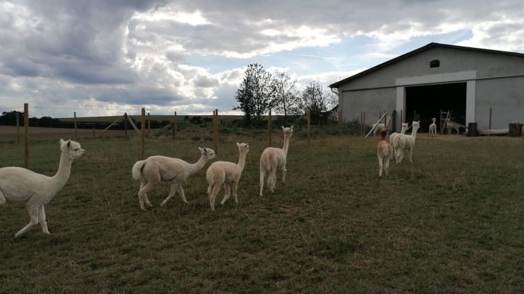 Eine Gruppe von Alpakas im Freien, die umherläuft. Im Hintergrund befindet sich ein graues Gebäude unter einem bewölkten Himmel.
