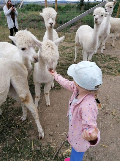 Ein kleines Mädchen füttert eine Gruppe weißer Lama-Kühe. Im Hintergrund sind weitere Tiere und eine Person zu sehen.