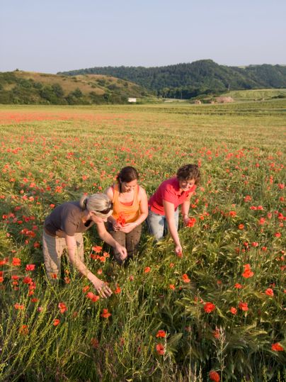 Drei Personen pflücken Blumen auf einem Mohnfeld im Naturschutzgebiet Nettetal.
