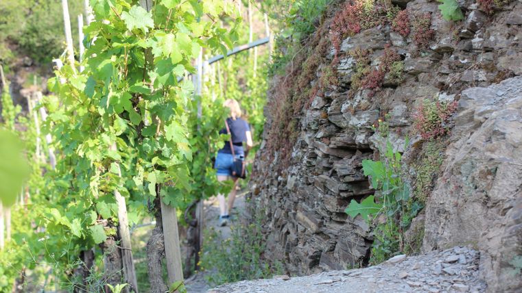 Ein schmaler Weg führt durch Weinreben an einer steilen Felswand. Im Hintergrund ist eine Person zu sehen, die den Weg entlanggeht.