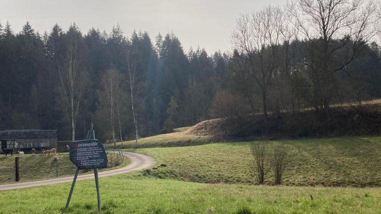 Een rustige landschap met zachte heuvels en bomen op de achtergrond. Een pad leidt door het groene veld.