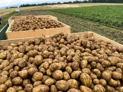 Een grote hoeveelheid vers geoogste aardappelen in houten kisten. Op de achtergrond is een groen veld zichtbaar.