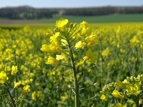 Das Foto zeigt den blühenden Raps auf dem Maifeld