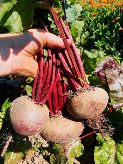 Eine Hand hält frische Rüben mit grünen Blättern. Im Hintergrund sind bunte Blumen zu sehen.