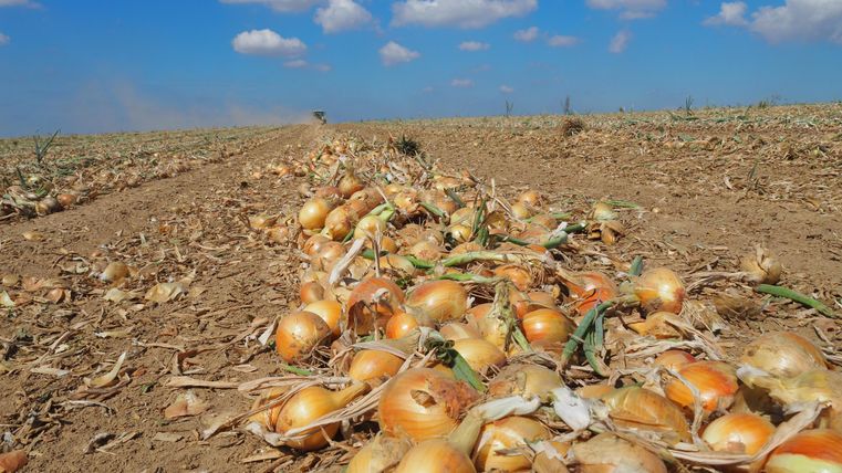 Ein Feld mit geernteten Zwiebeln liegt am Boden. Der Himmel ist blau mit einigen Wolken.