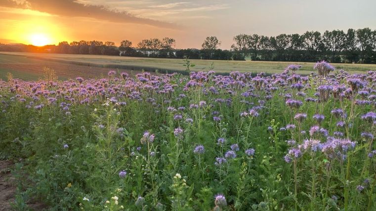 Sonnenuntergang, im Vordergrund ein Feld mit blühenden Blumen.