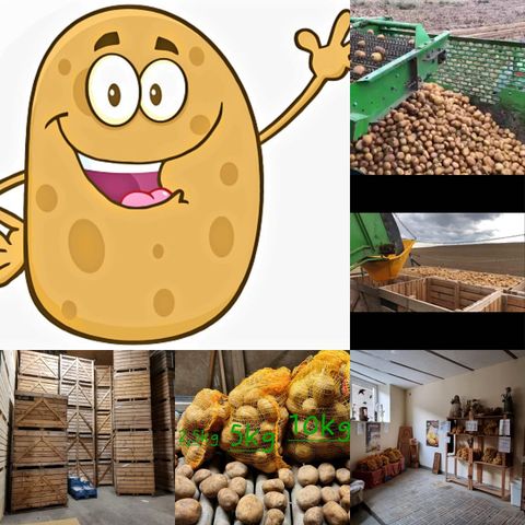 Ein fröhlicher Kartoffel-Charakter ist in der Mitte abgebildet. Rundherum sind verschiedene Bilder von Kartoffeln und deren Lagerung zu sehen.