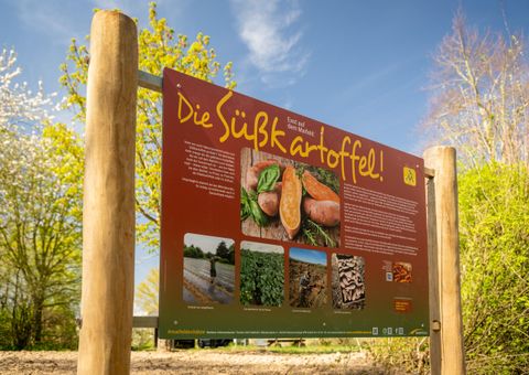 Een infobord over zoete aardappelen met afbeeldingen en tekst. De omgeving toont groene bomen en een heldere lucht.