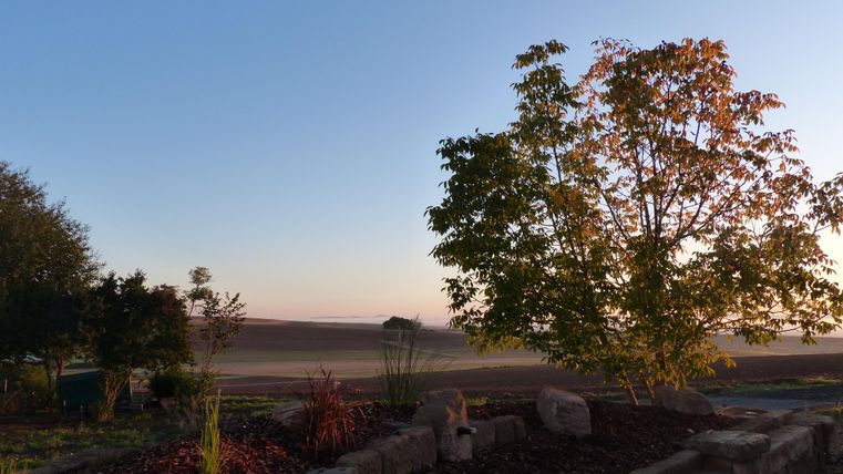 Ein ruhiger Landschaftsausblick bei Sonnenaufgang. Im Vordergrund sind einige Pflanzen und ein Baum sichtbar.
