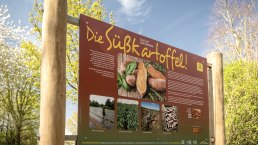 Infotafel Süßkartoffel, © TI Maifeld, Dominik Ketz