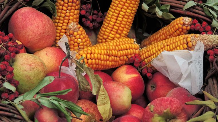 The photo shows corn cobs and apples for Thanksgiving.