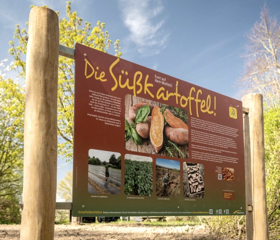 Infotafel Süßkartoffel, © TI Maifeld, Dominik Ketz