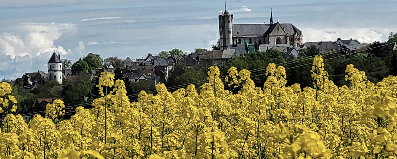 Blühende Rapsfelder rund um  Münstermaifeld